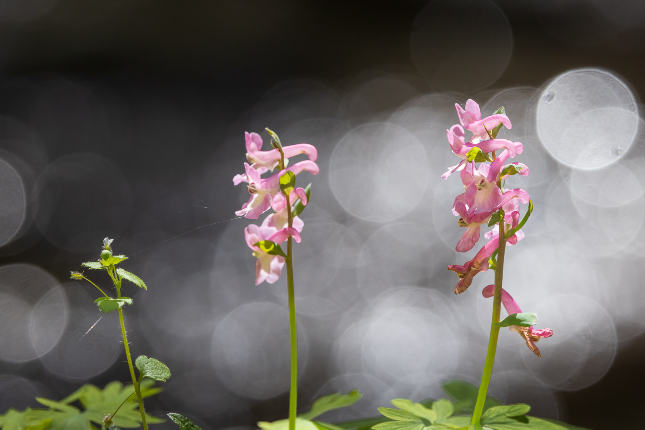 Fester Lerchensporn [Corydalis solida]