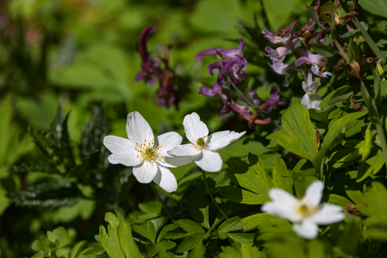 Buschwindröschen [Anemonoides nemorosa]