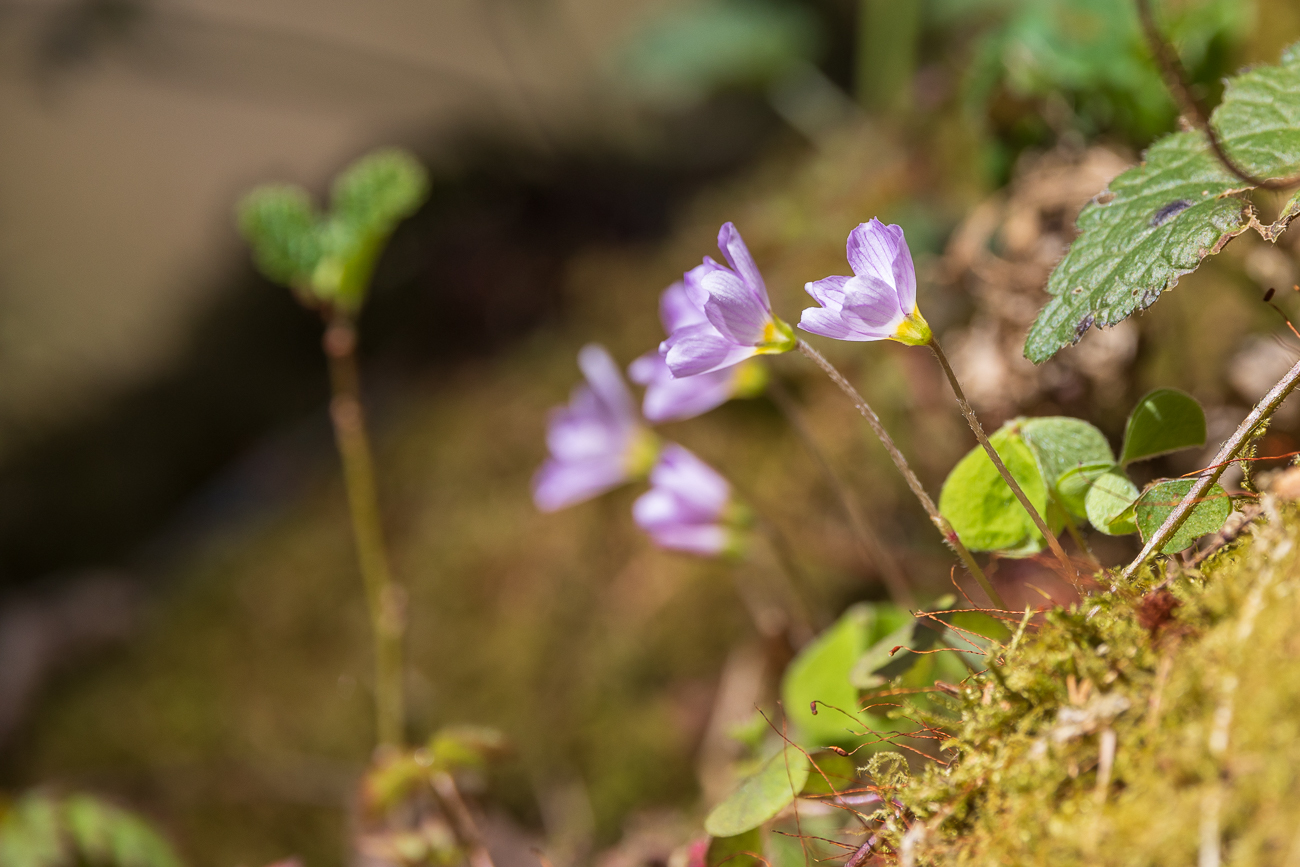 Waldsauerklee [Oxalis acetosella]