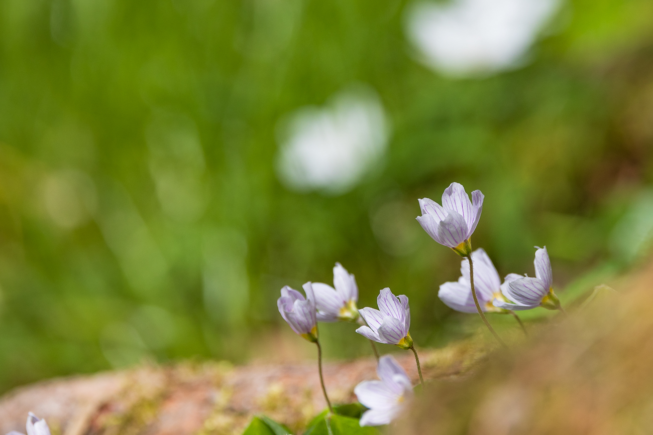 Waldsauerklee [Oxalis acetosella]