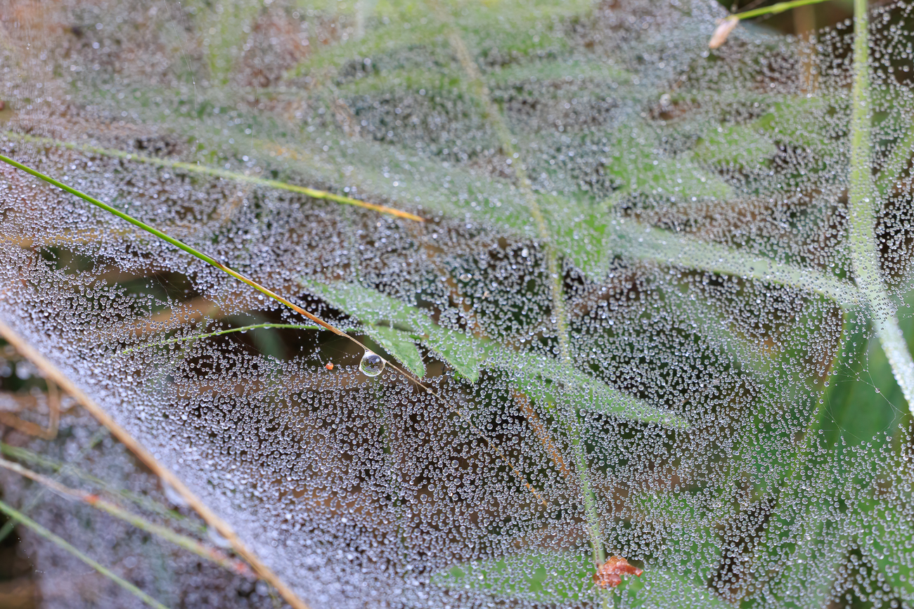 Tautropfen