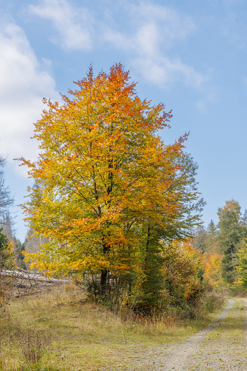Leuchtendes Herbslaub