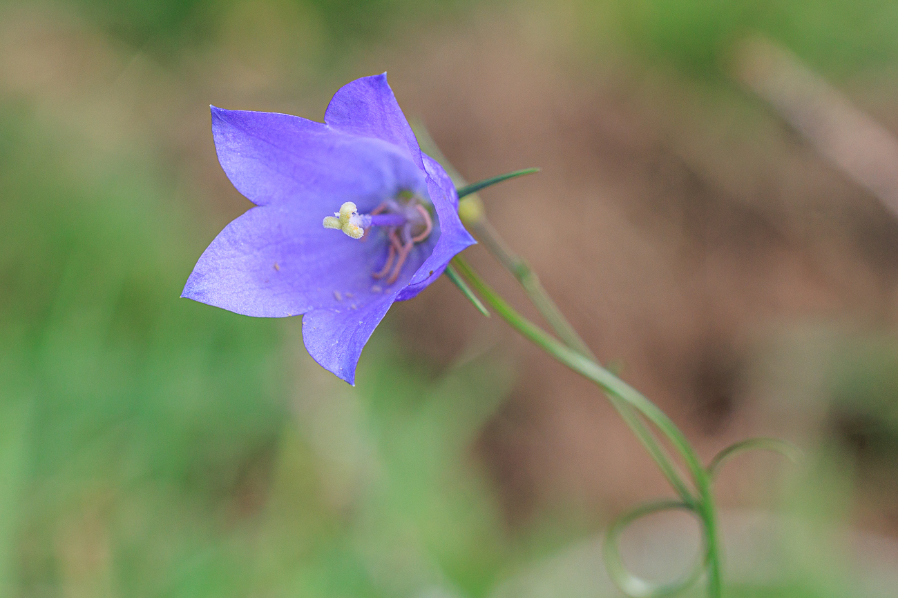 Rundblättrige Glockenblume [Campanula rotundifolia]