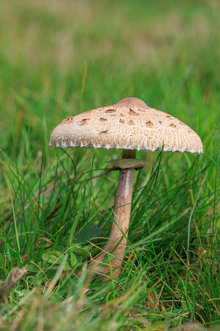 Gemeiner Riesenschirmling (Parasol oder Riesenschirmpilz) [Macrolepiota procera]