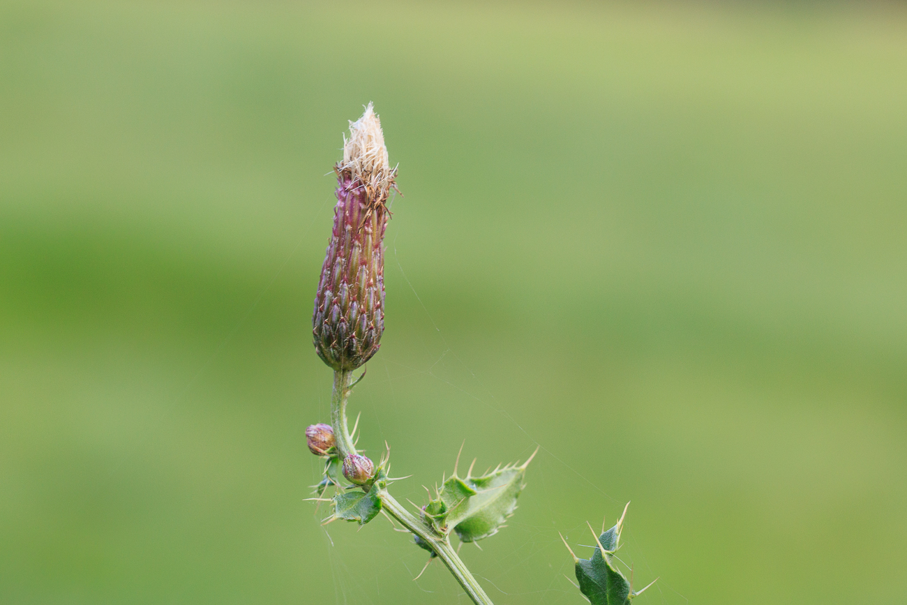 Acker-Distel [Cirsium arvense]