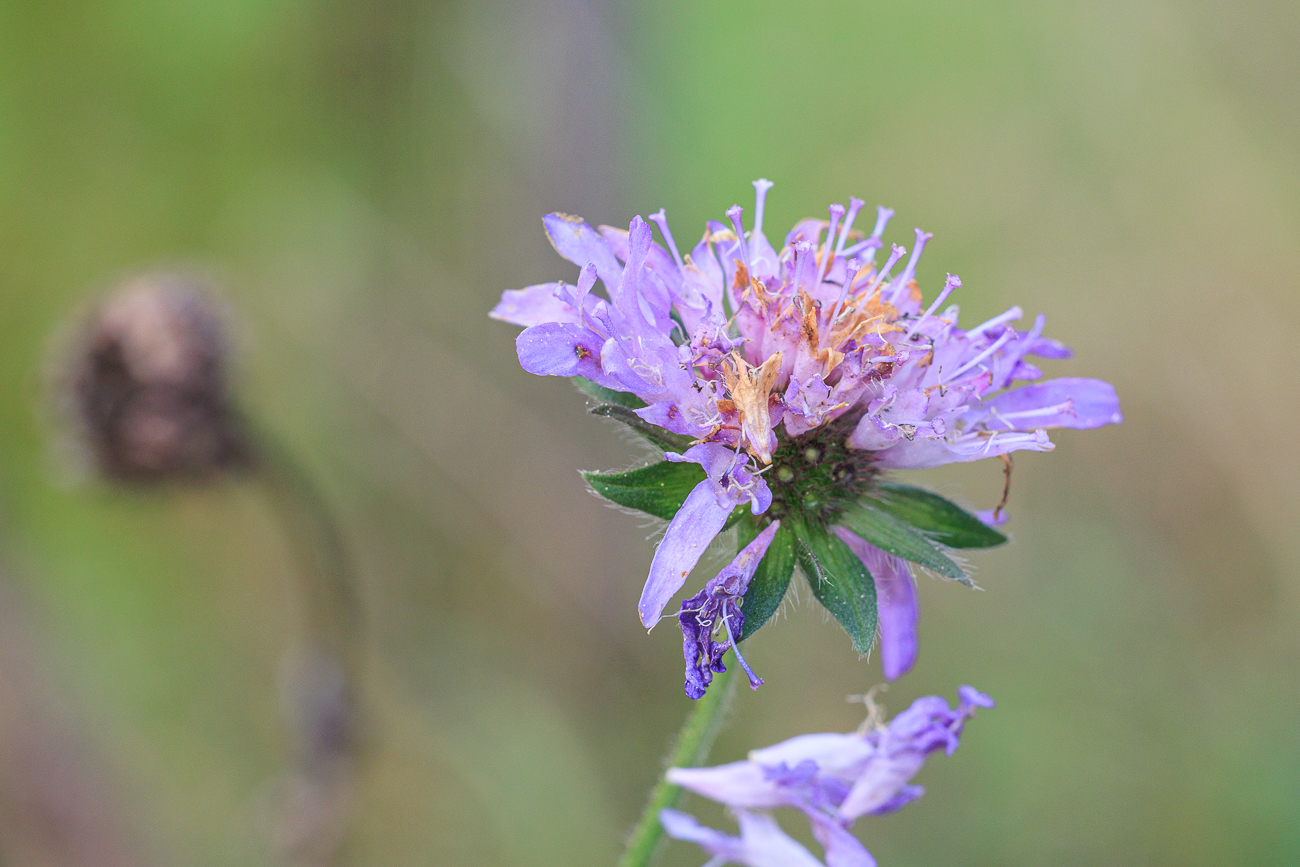 Wald-Witwenblume [Knautia dipsacifolia]