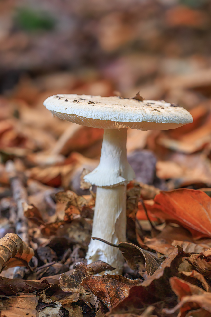 Gemeiner Riesenschirmling (Parasol oder Riesenschirmpilz) [Macrolepiota procera]