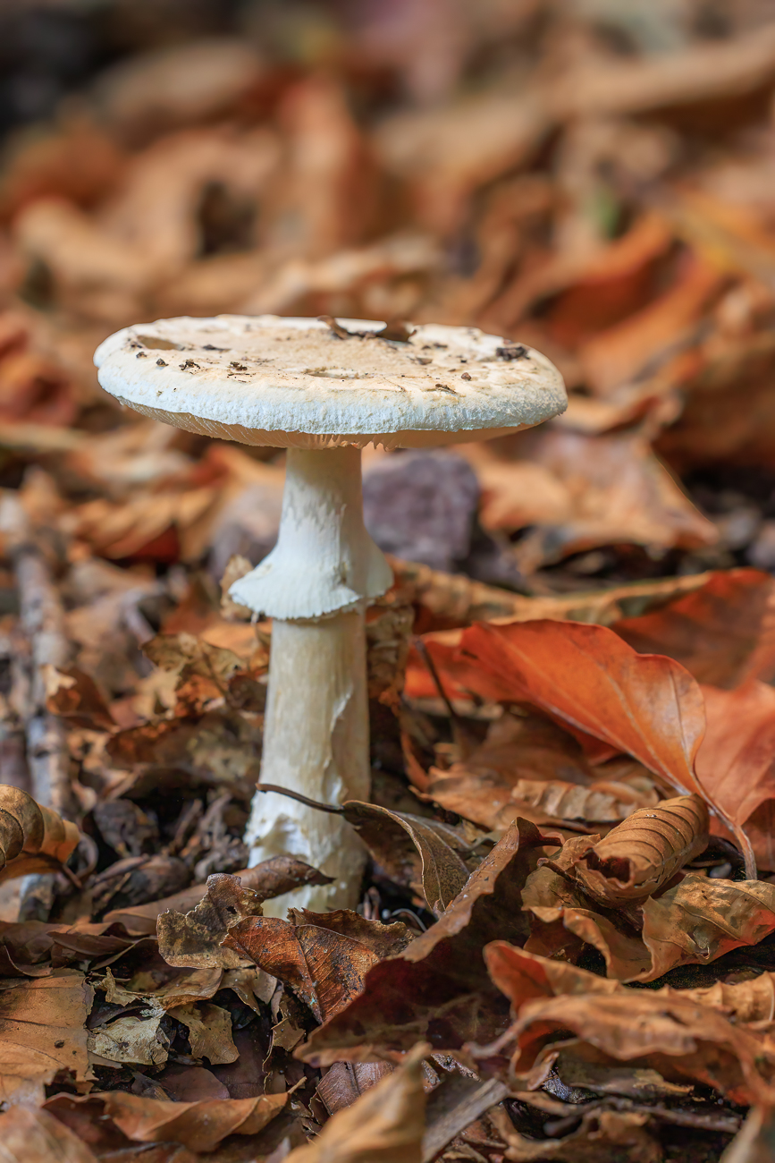 Gemeiner Riesenschirmling (Parasol oder Riesenschirmpilz) [Macrolepiota procera]