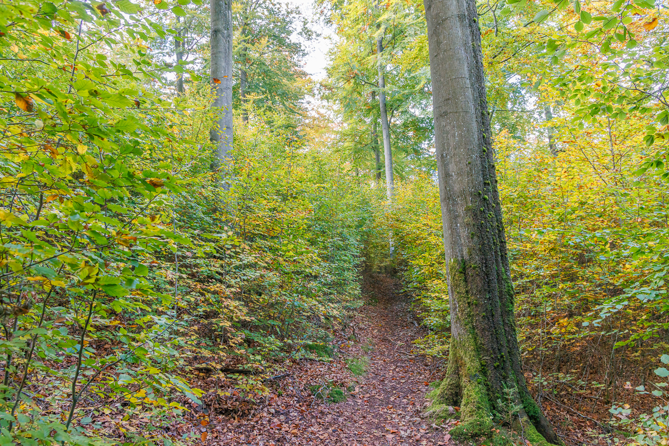 Pfad durch das Gebüsch