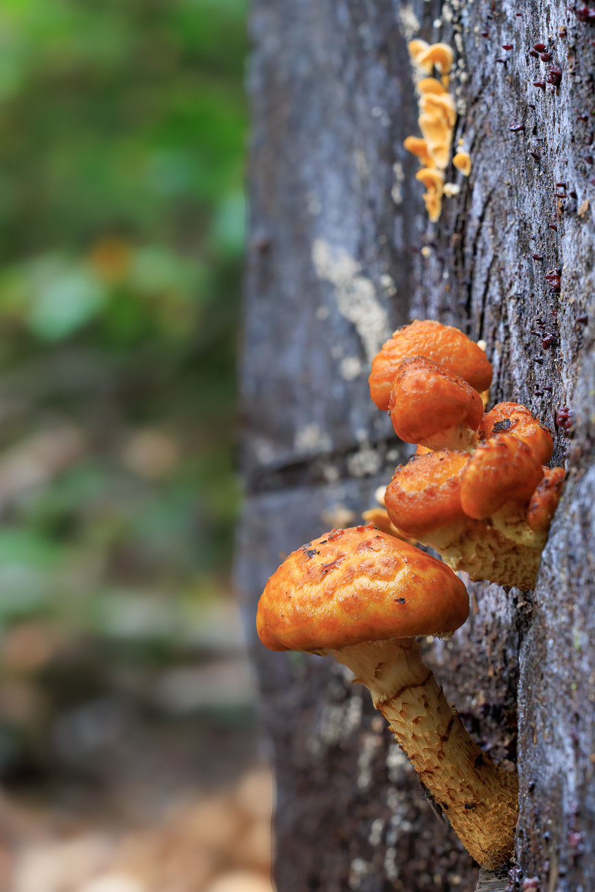 Pilze am Baumstumpf