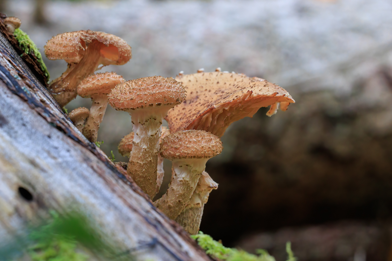 Pilze am Baumstumpf