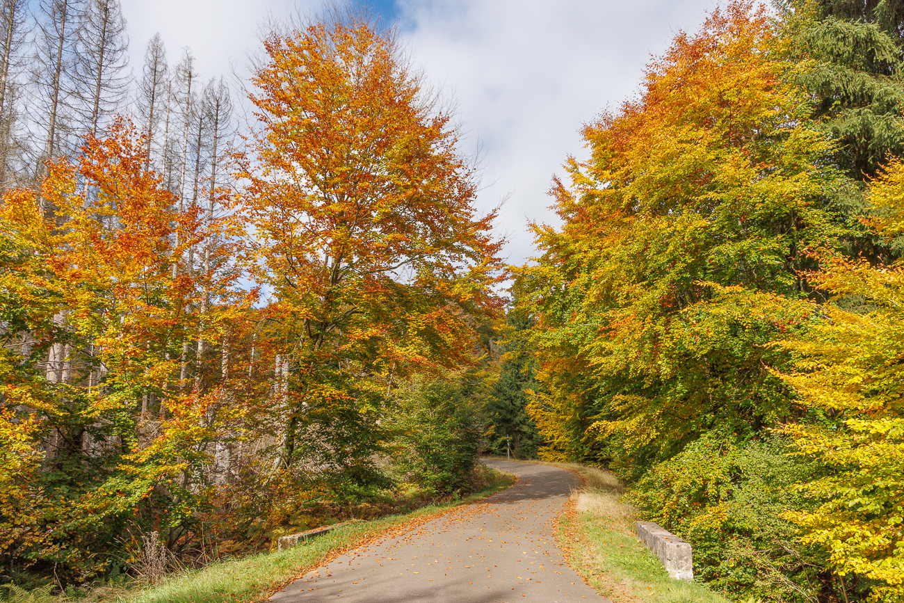 Leuchtendes Herbstlaub