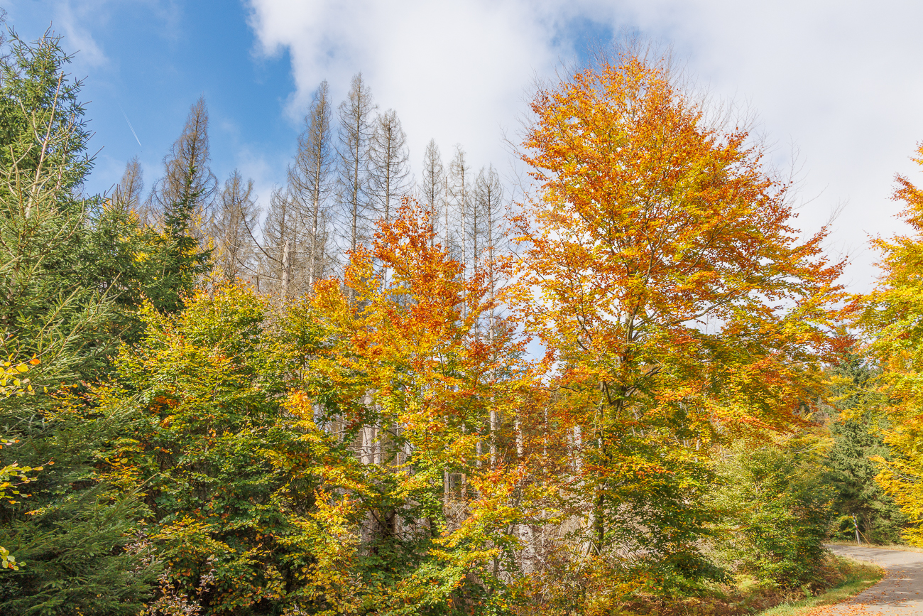 Leuchtendes Herbstlaub