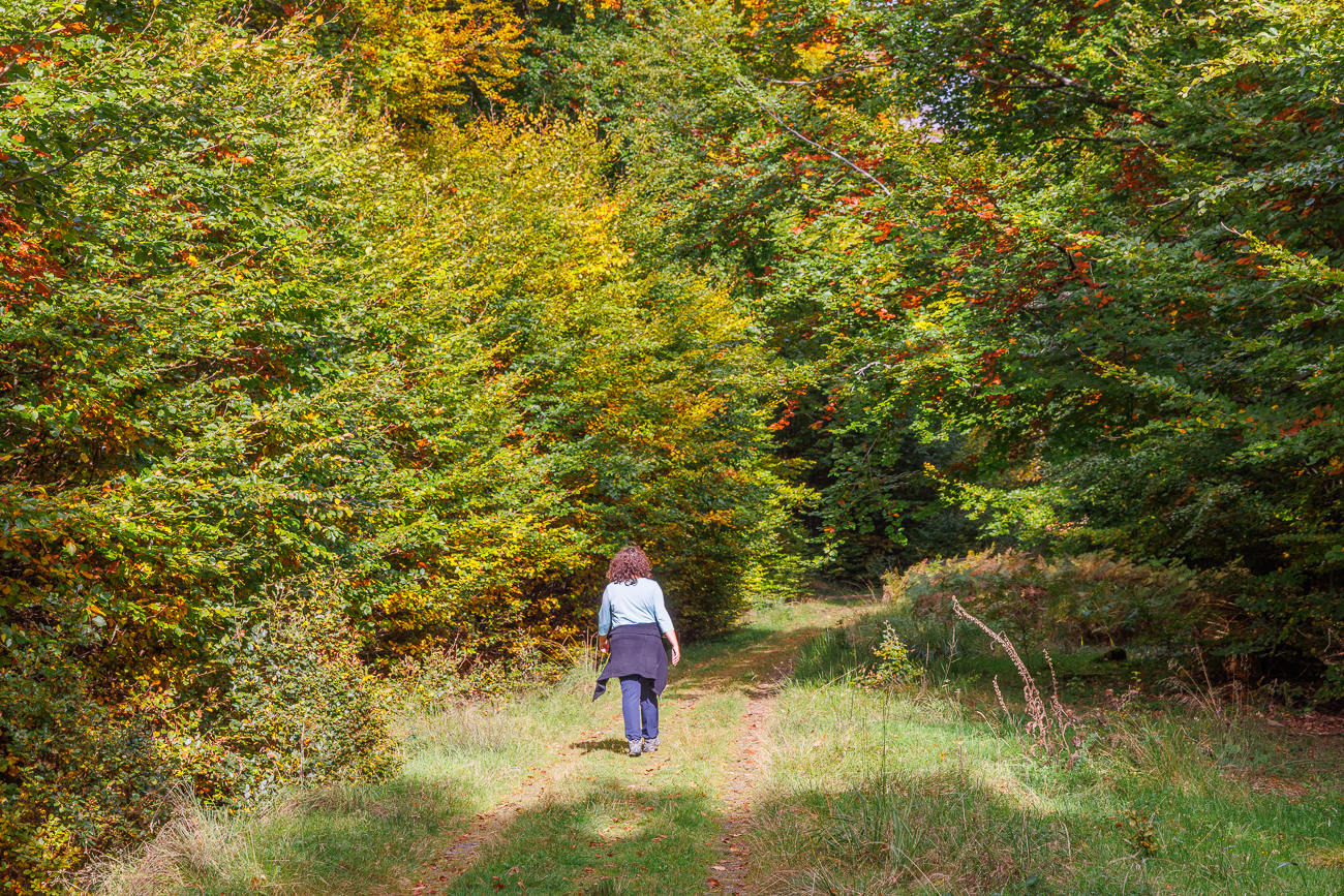 Schöner Waldweg