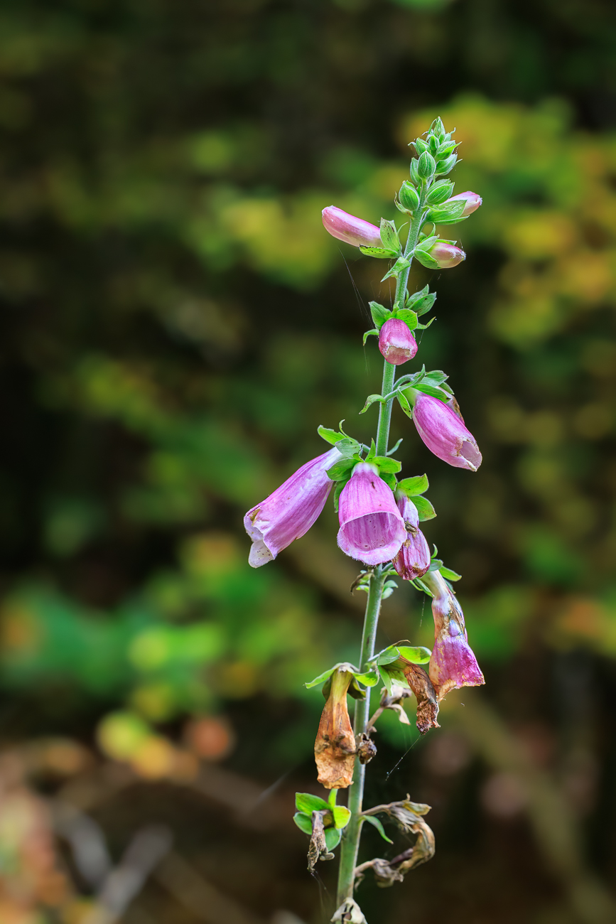 Iberischer Fingerhut [Digitalis thapsi]