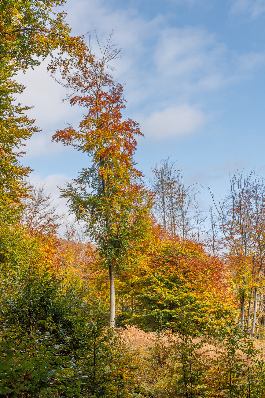Leuchtendes Herbstlaub