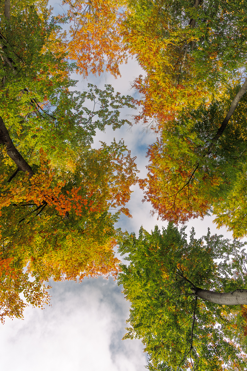 Leuchtendes Herbstlaub