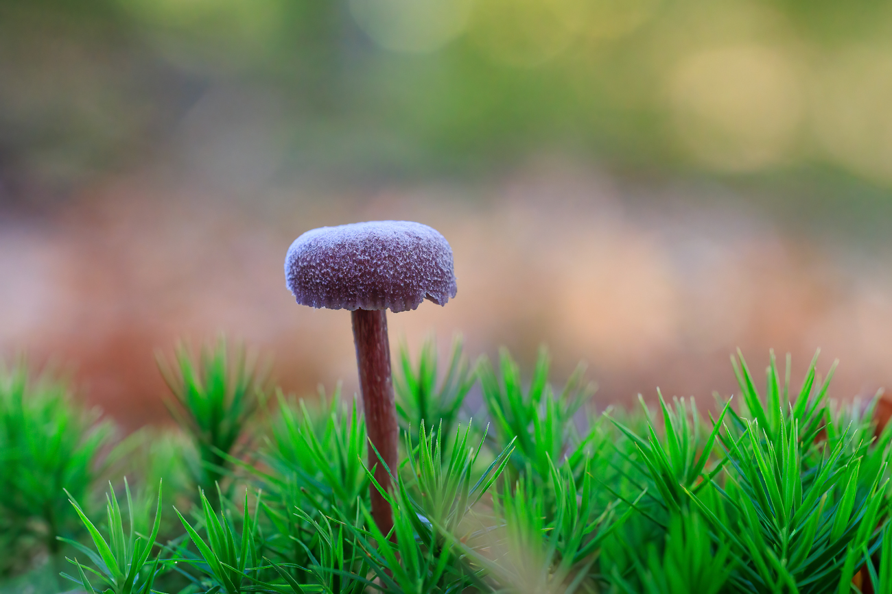 Violetter Lacktrichterling [Laccaria amethystina]
