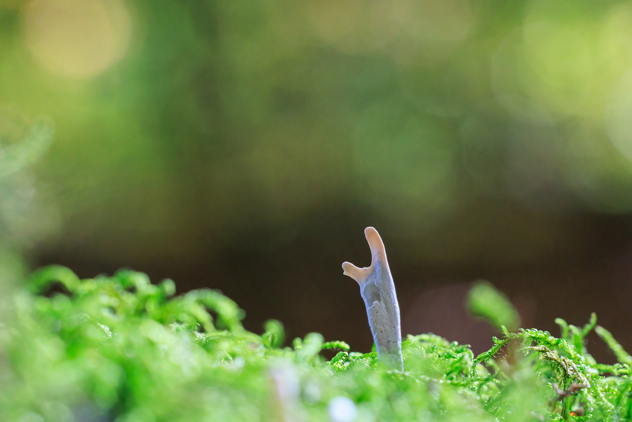 Winziger Pilz auf einem Baumstumpf