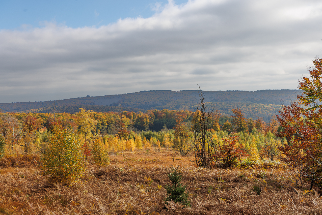 Moorlandschaft