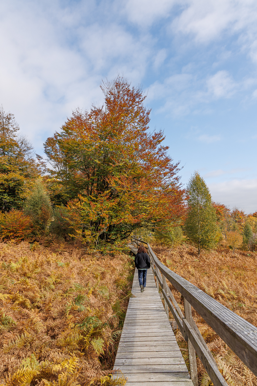 Bohlenweg durch das Ochsenbruch Moor