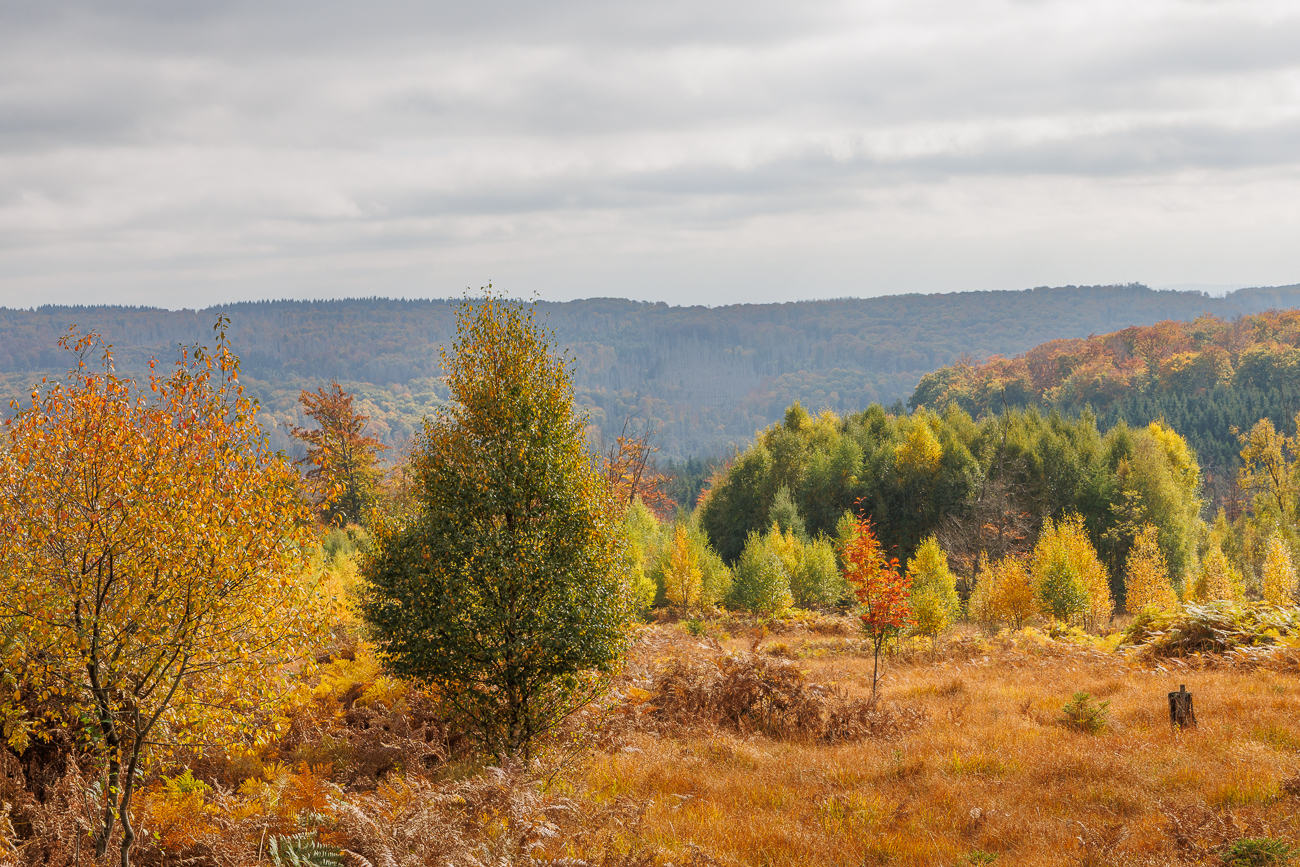 Herbstliche Moorlandschaft