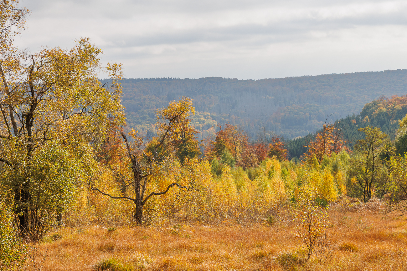 Herbstliche Moorlandschaft