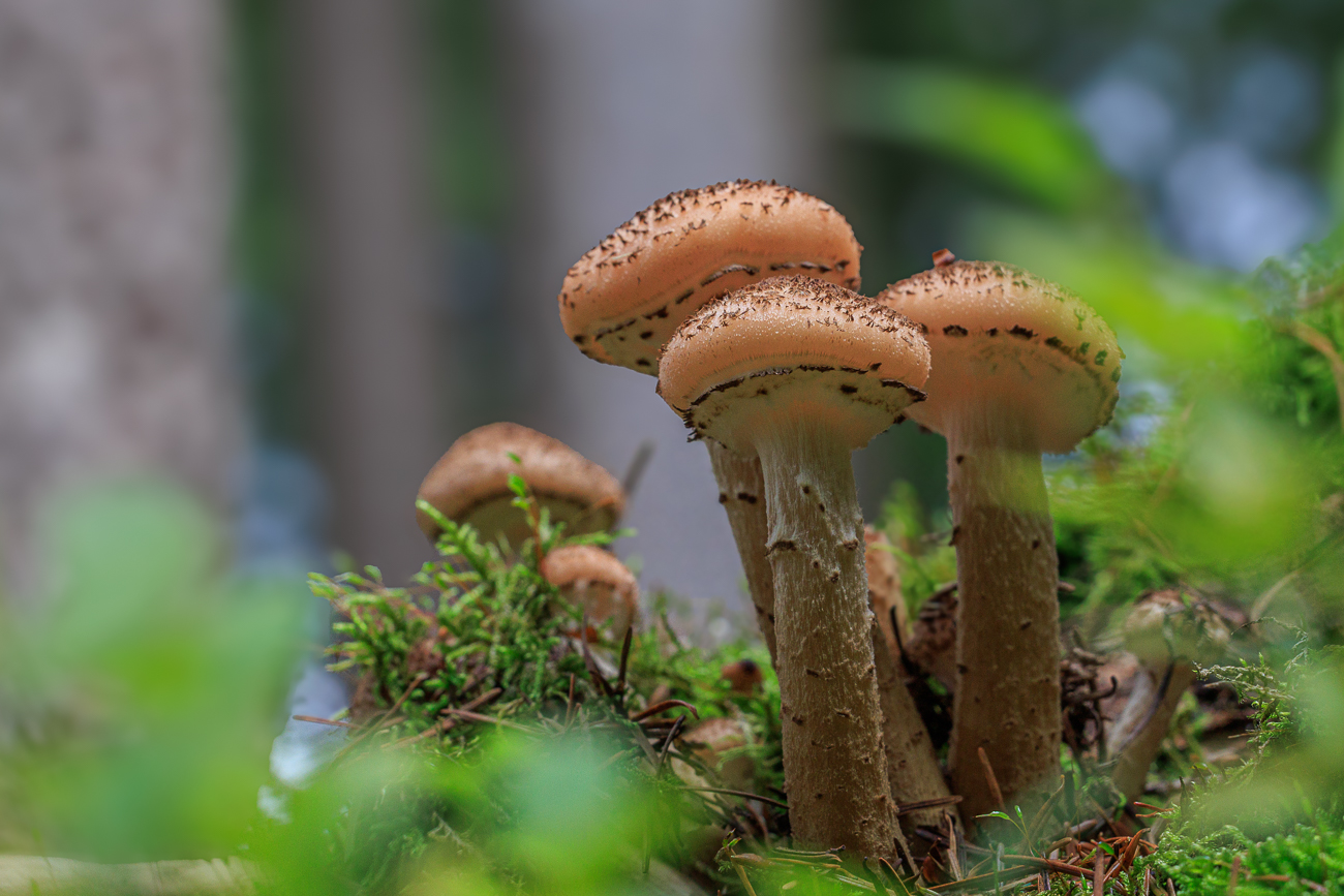 Schöne Pilze