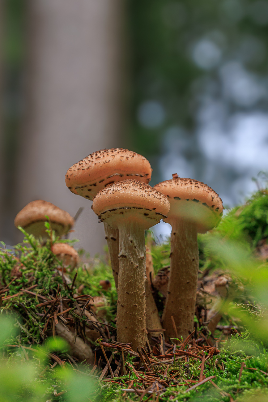 Schöne Pilze