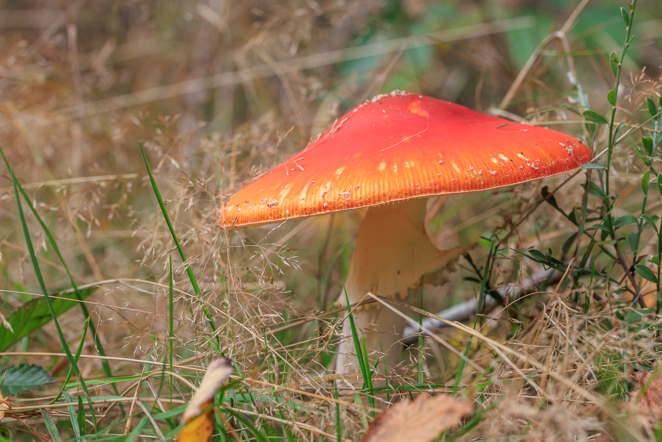 Fliegenpilz [Amanita muscaria]