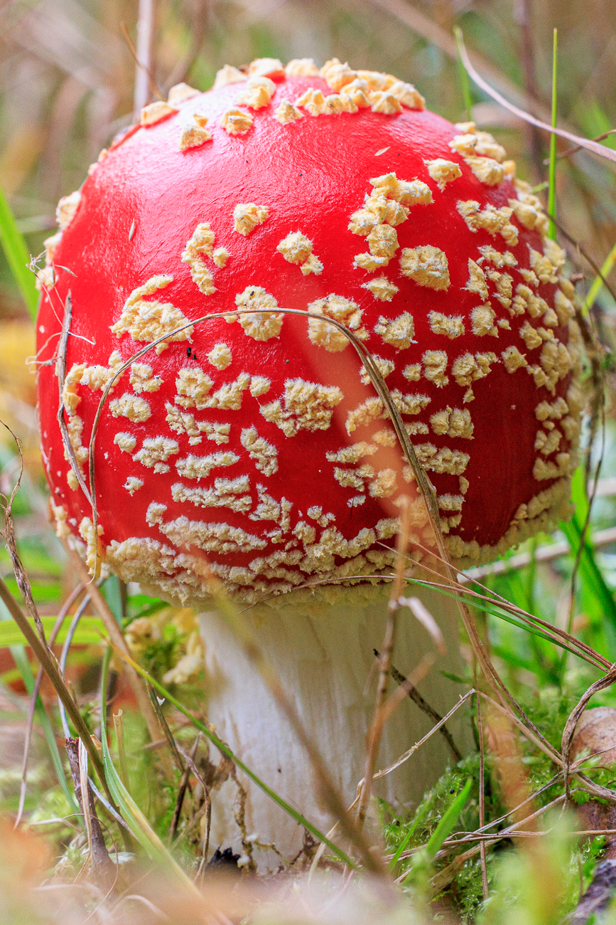Fliegenpilz [Amanita muscaria]