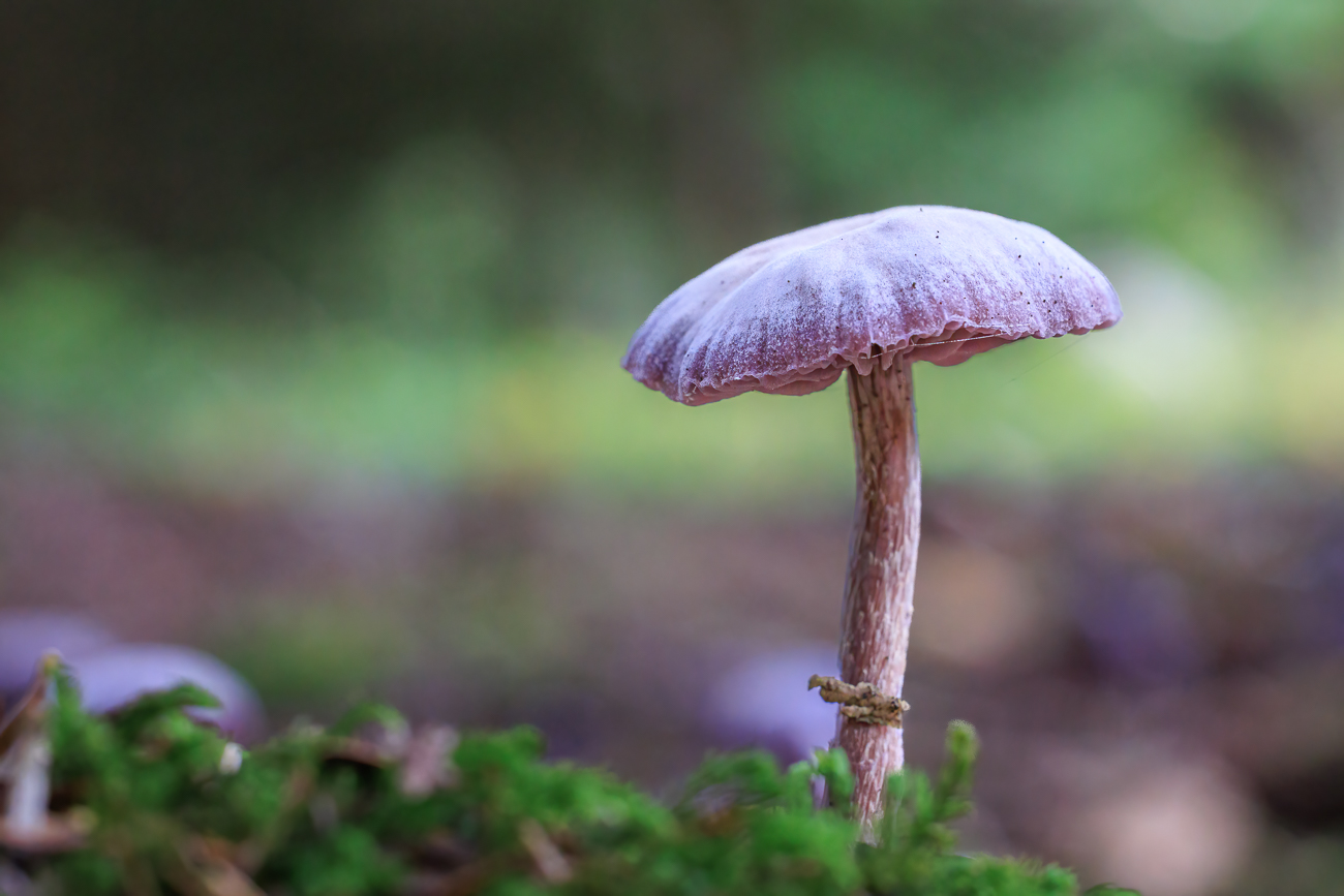 Violetter Lacktrichterling [Laccaria amethystina]