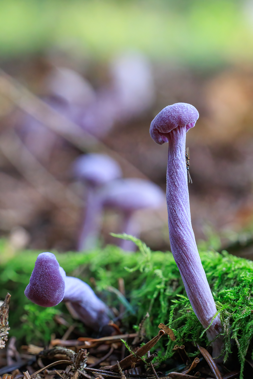 Violetter Lacktrichterling [Laccaria amethystina]