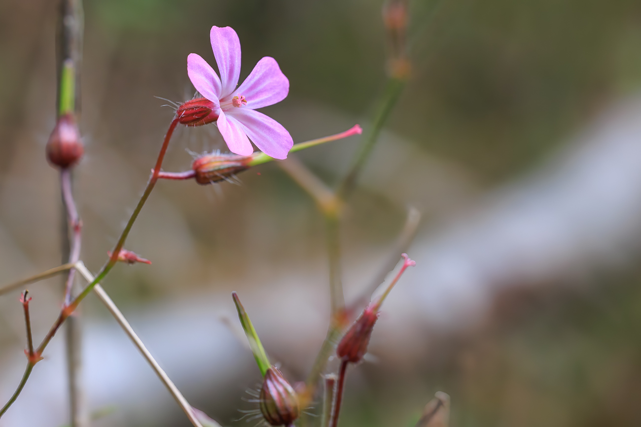 Stinkender Storchschnabel [Geranium robrtianum]