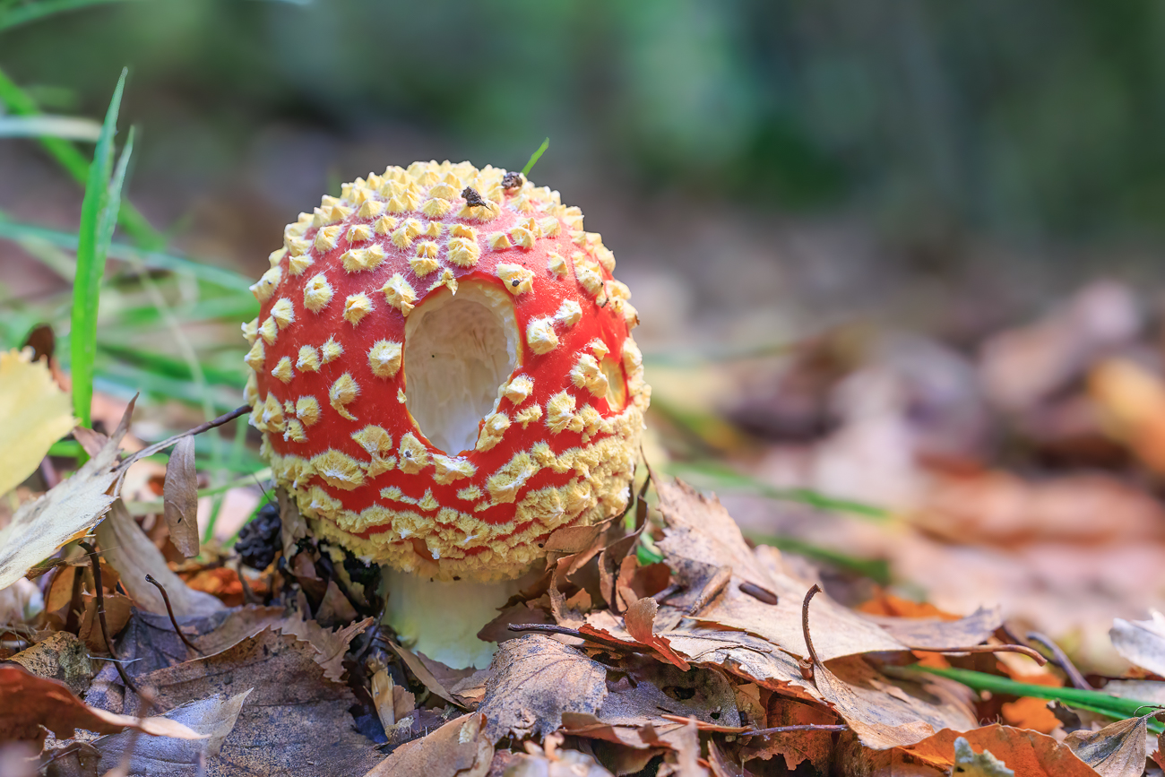 Fliegenpilz [Amanita muscaria]