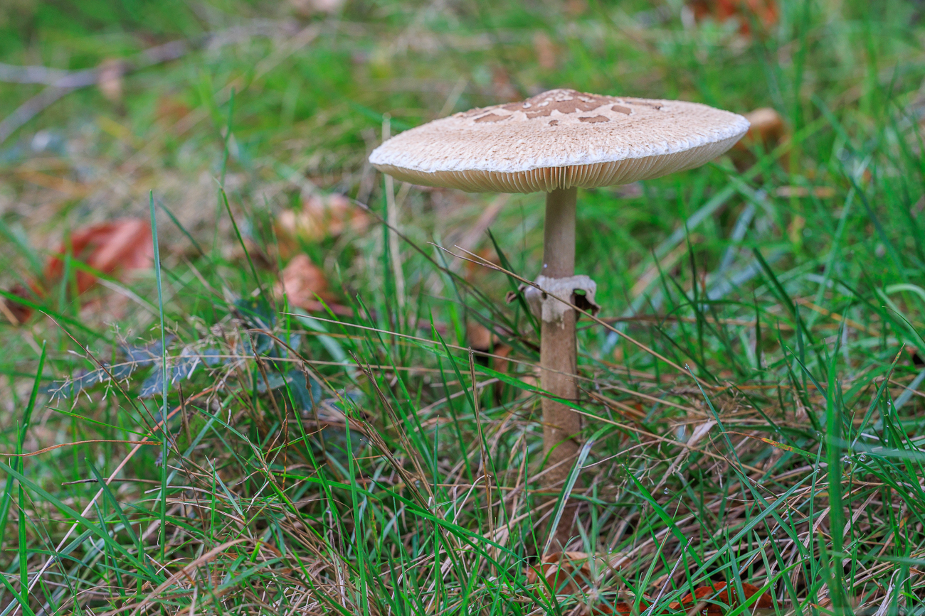 Gemeiner Riesenschirmling (Parasol oder Riesenschirmpilz) [Macrolepiota procera]