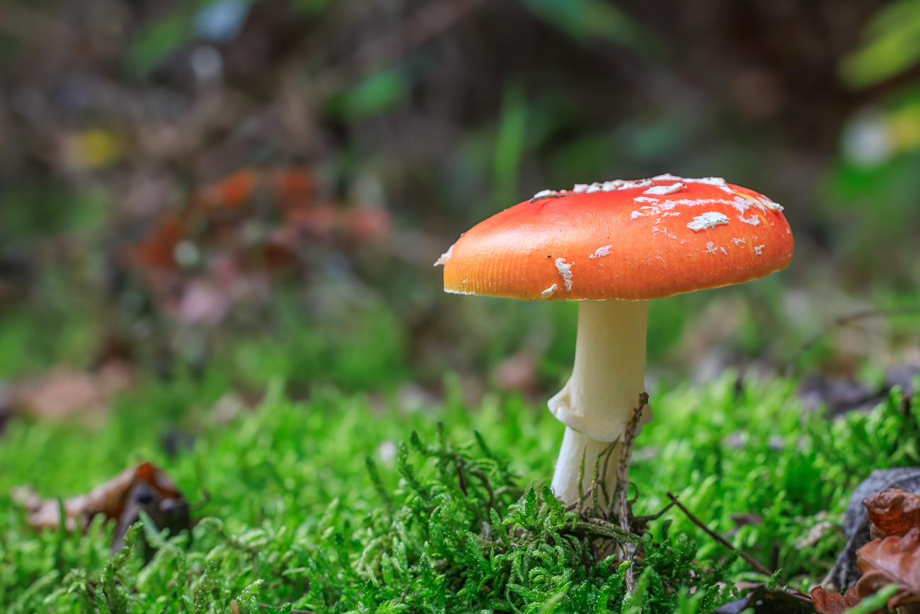 Fliegenpilz [Amanita muscaria]