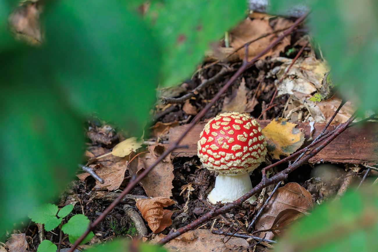 Fliegenpilz [Amanita muscaria]