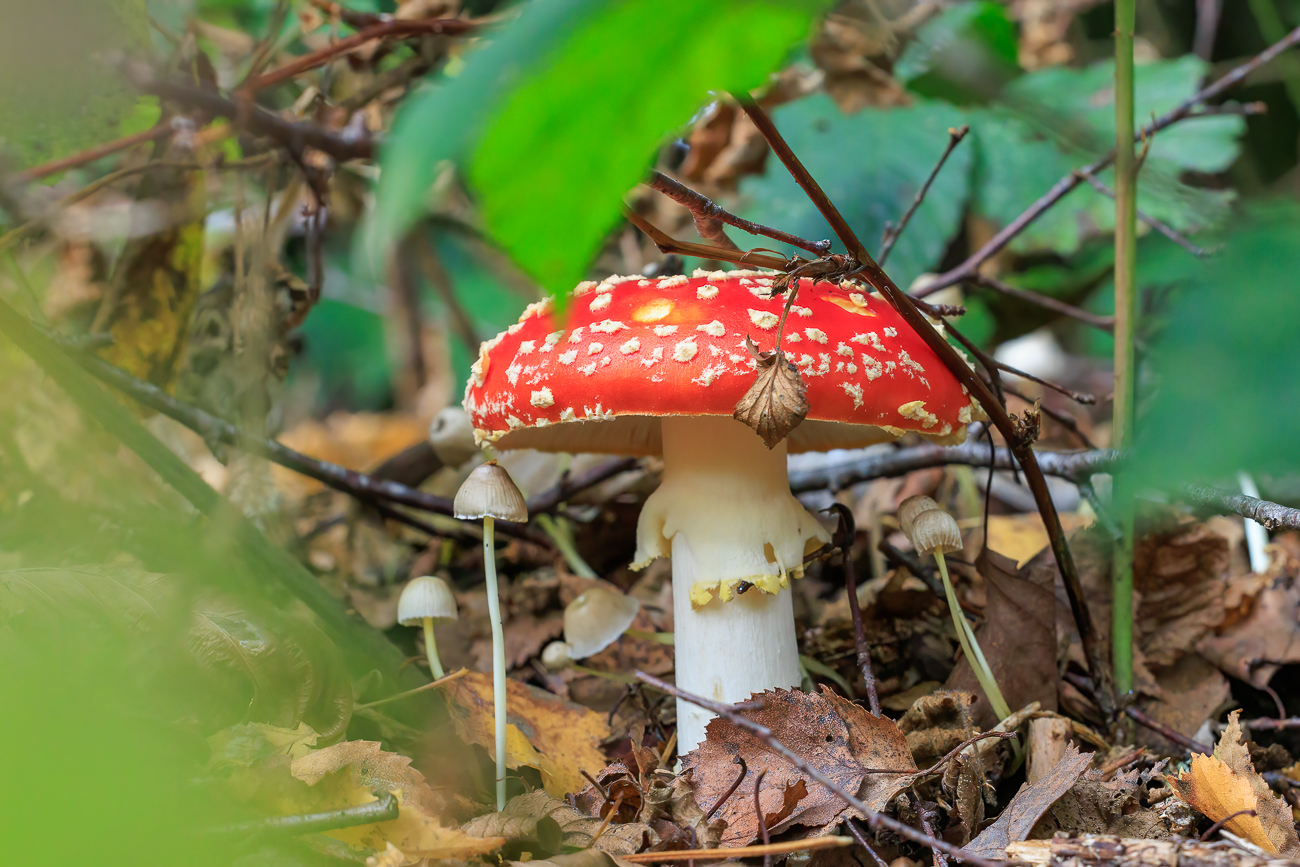 Fliegenpilz [Amanita muscaria]