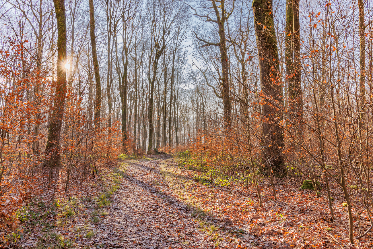 Toller Waldweg