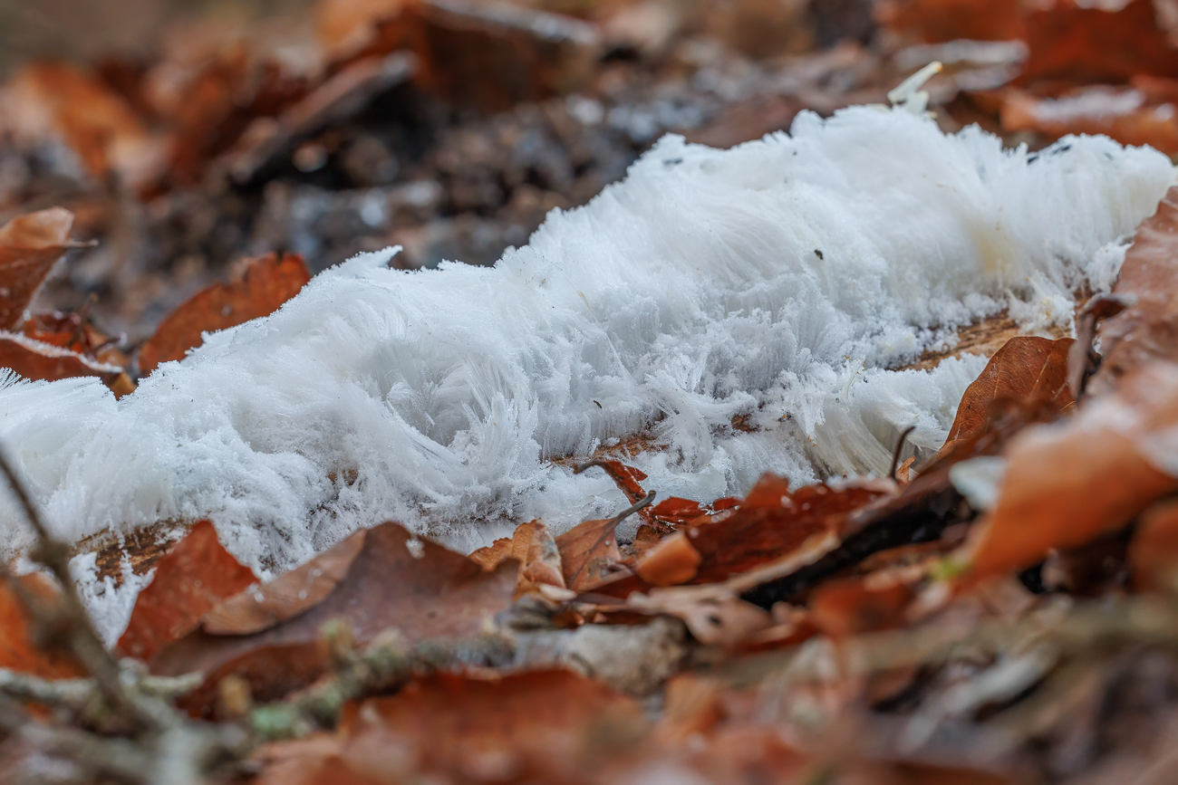 Haareis, manchmal auch Eiswolle oder Eishaar genannt, besteht aus feinen Eisnadeln, die sich bei geeigneten Bedingungen auf morschem und feuchtem Totholz bilden können. Anders als Hydrometeore (zum Beispiel Raureifkristalle) entsteht Haareis aus dem im Holz enthaltenen Wasser, nicht aus Luftfeuchtigkeit.