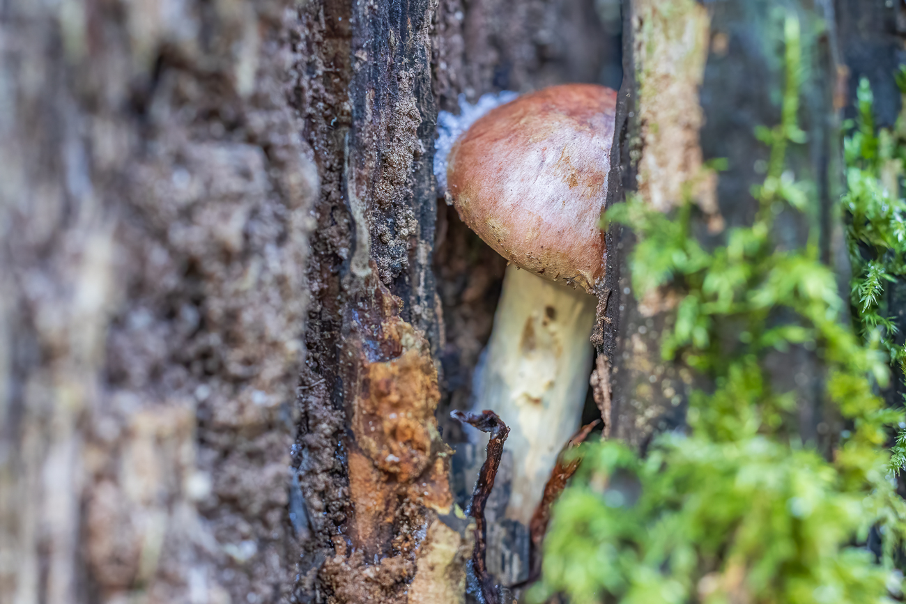 Versteckter Pilz