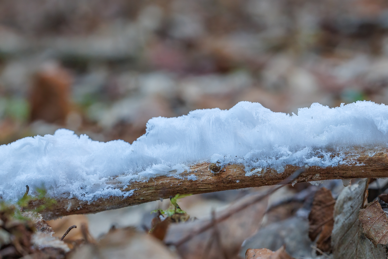 Eine biophysikalische Studie von Gerhart Wagner und Christian Mätzler bestätigte 2008 Wegeners Vermutung weitgehend. Demnach wird Haareis durch das Myzel winteraktiver Pilze (u. a. Schlauch- und Ständerpilze) ausgelöst, deren aerober Stoffwechsel (Dissimilation) Gase produziert, die das im Holz vorhandene leicht unterkühlte Wasser an die Oberfläche verdrängen. Dort gefriert es und wird durch nachdrängende, beim Austritt aus dem Holz ebenfalls gefrierende Flüssigkeit weitergeschoben. Dies geschieht ausschließlich bei Temperaturen knapp unter dem Gefrierpunkt, wenn das Wasser im Holz noch nicht gefroren ist, es an der geringfügig kälteren Umgebungsluft jedoch gefriert. Eine Randbedingung für die Haareisbildung ist außerdem hohe Luftfeuchtigkeit: Wenn die Luft nicht mit Wasserdampf gesättigt ist, sublimieren die feinen Eiskristalle kurz nach ihrer Bildung an der Holzoberfläche, so dass keine langen Haareiskristalle entstehen können. Eine Reproduktion von Haareis ist in Versuchen solange möglich, wie das Pilzmyzel im Holzkörper nicht abgetötet wird.Quelle: Wikipedia