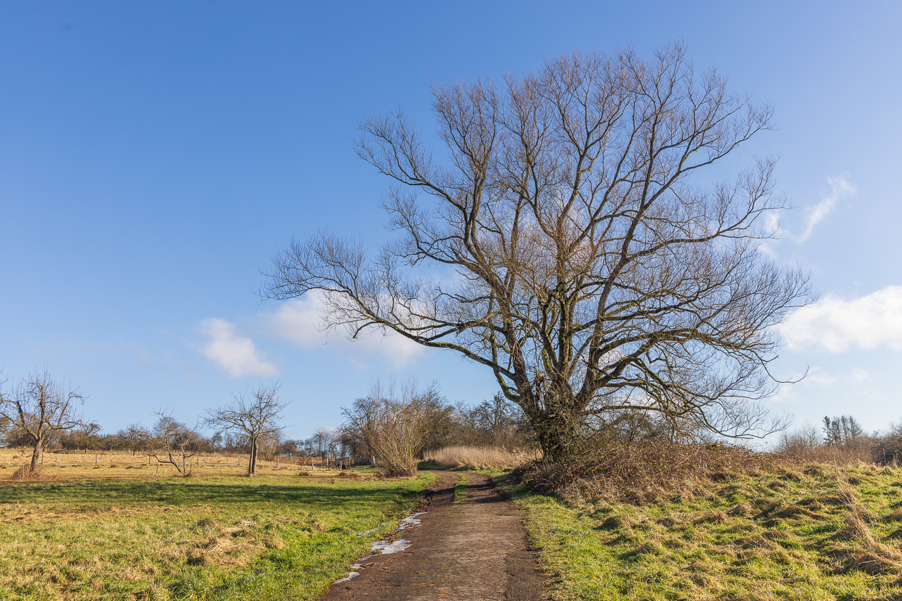 Schöner Baum am Wegesrand
