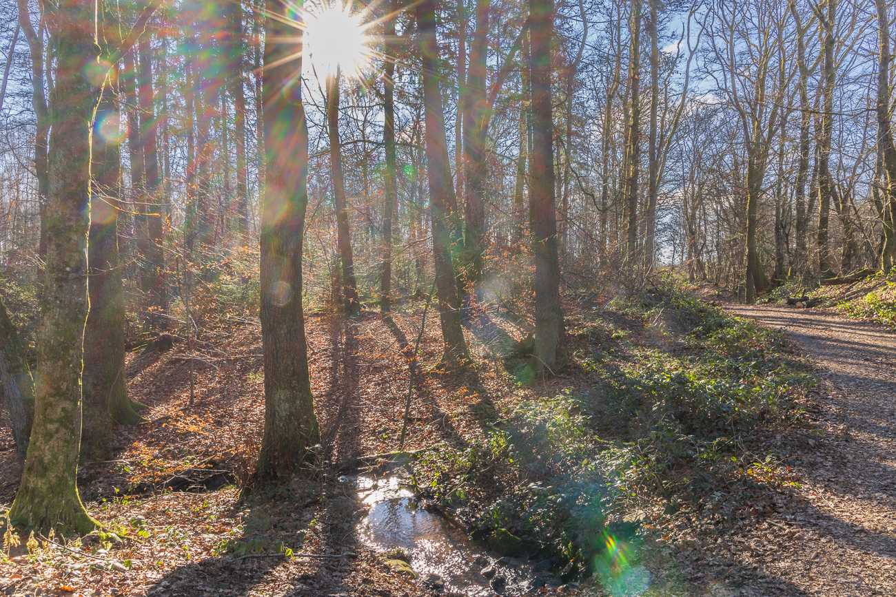Die Sonnenstrahlen suchen sich einen Weg durch das Geäst