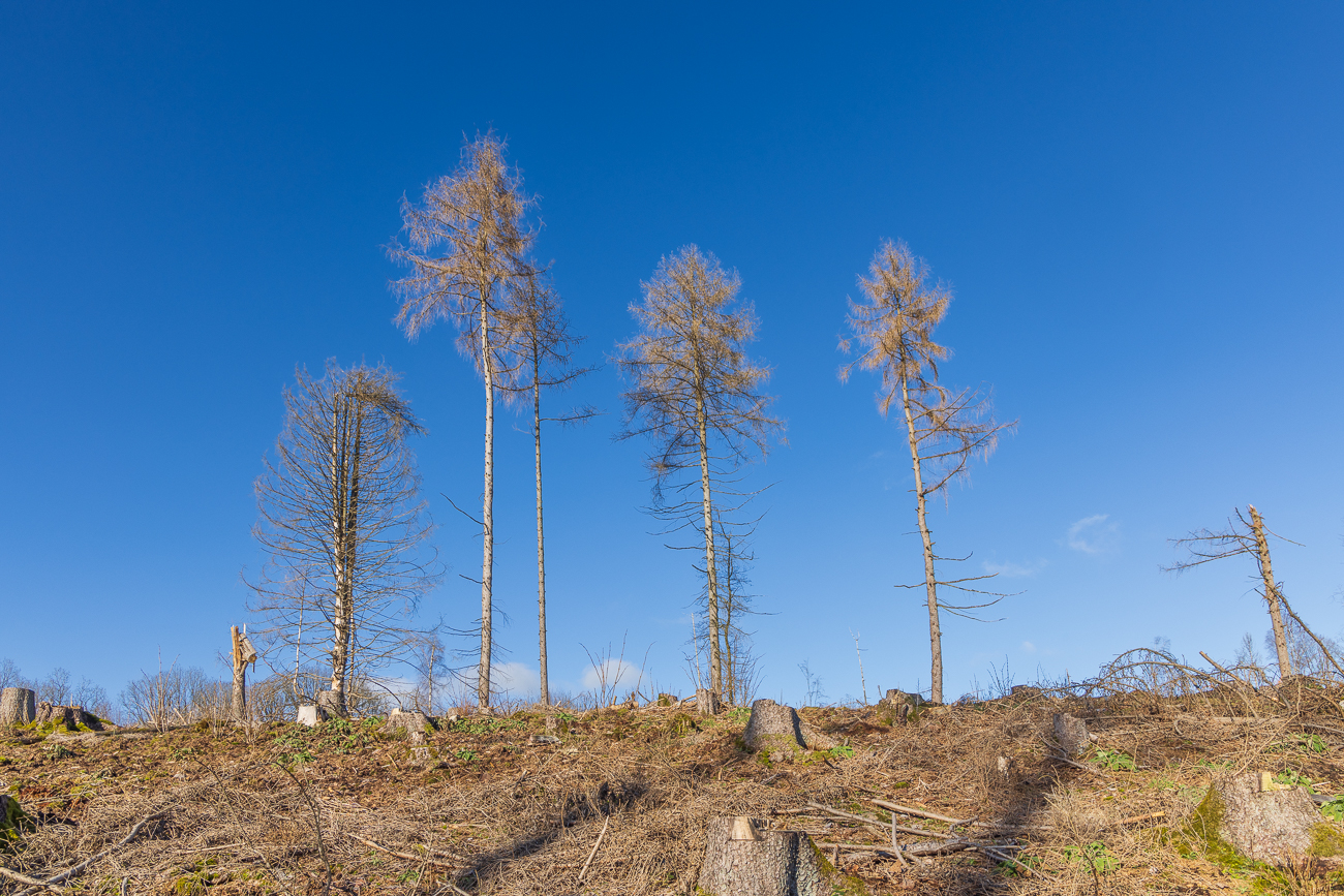 Abholzung wegen Borkenkäfer und Klimaerwärmung, aber die letzten Lärchen stehen noch