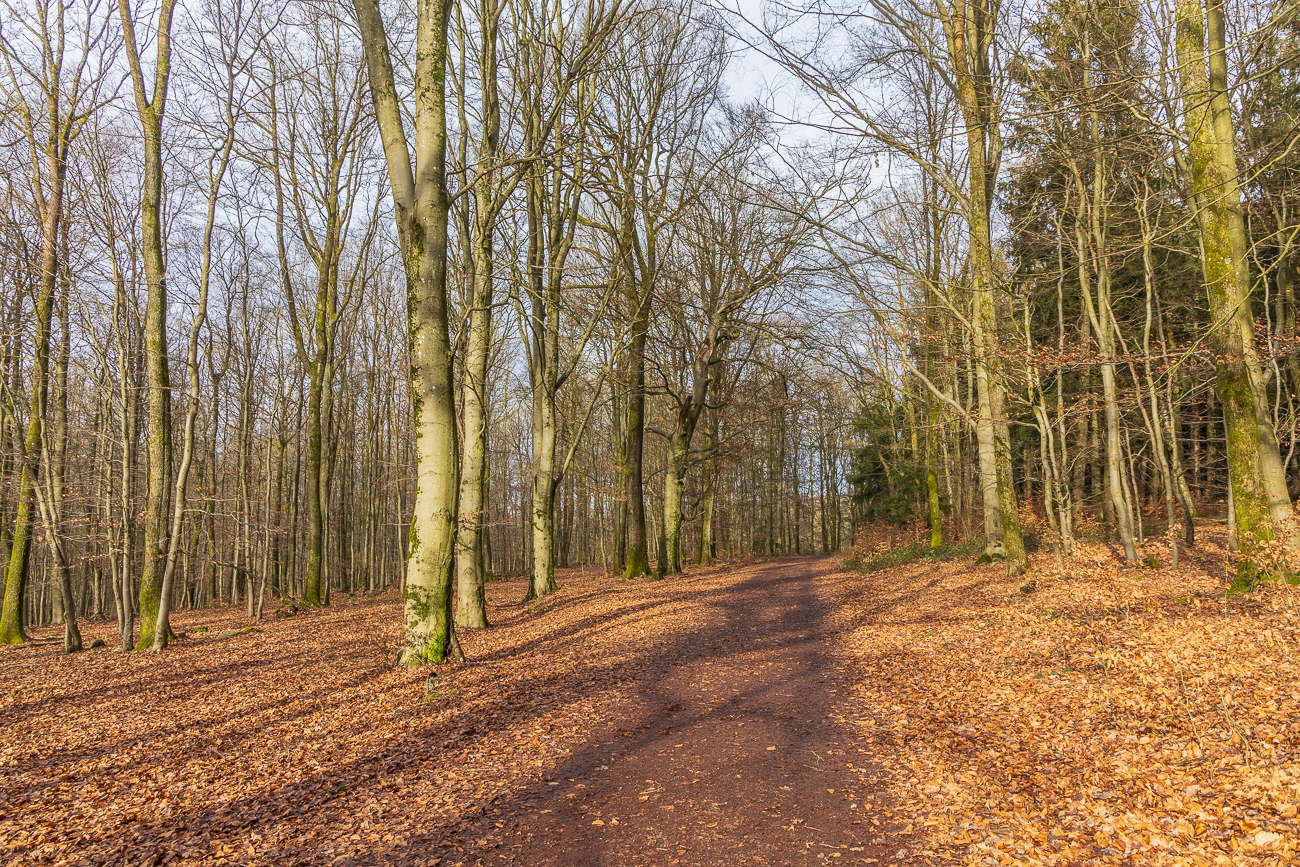 Durch den Stennweiler Wald