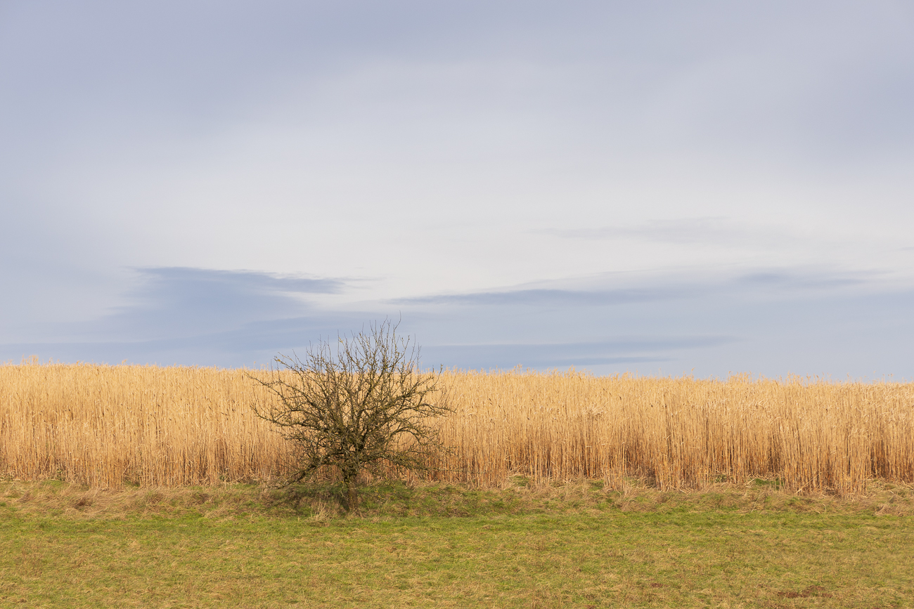 Abholzung wegen Borkenkäfer und Klimaerwärmung, aber die letzten Lärchen stehen noch