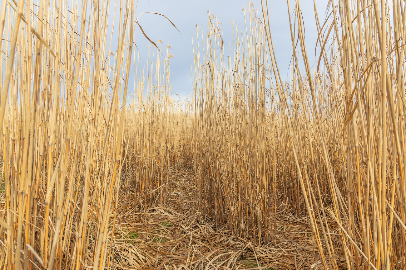 Schilf [Phragmites australis]
