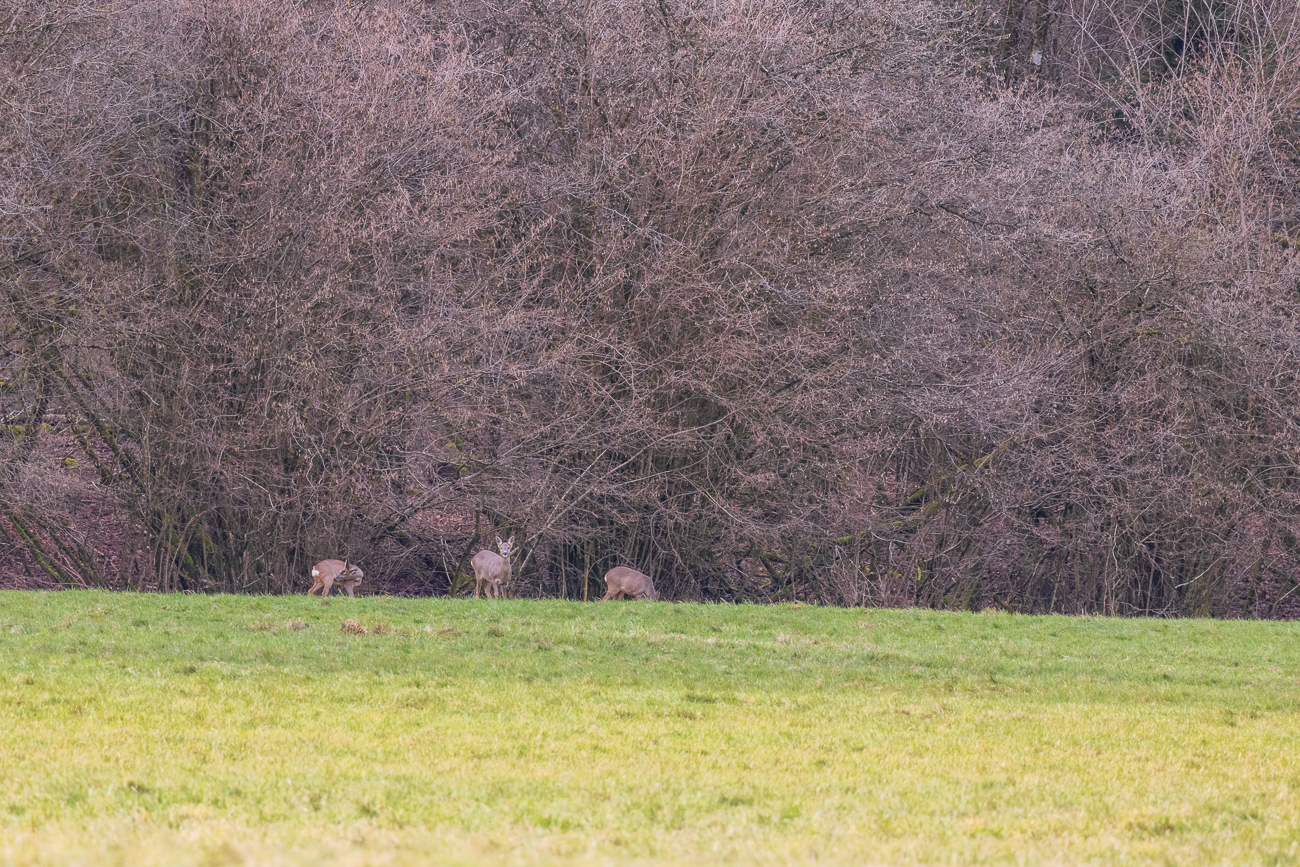 Ein Sprung Rehe am Waldrand